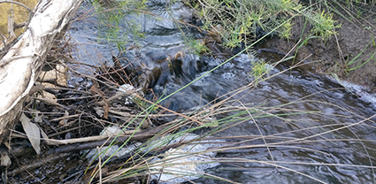 living streams vivacious surrounds services