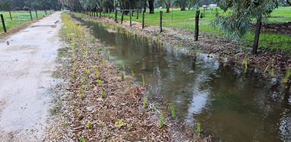 wsud stormwater vivacious surrounds services
