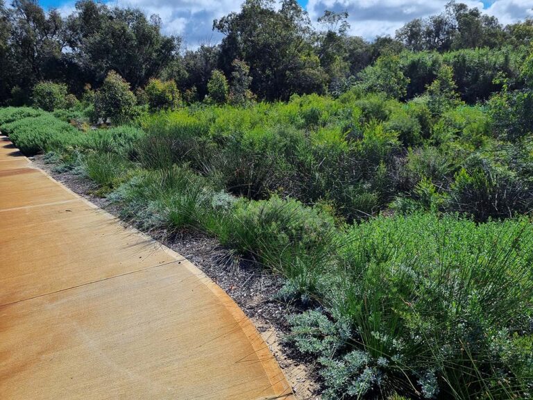 Kenwick Revegetation